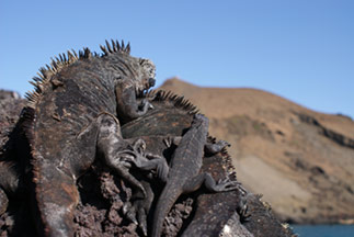 Галапагосская игуана — уникальная морская рептилия